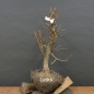Preview: Corylus Hasel Bonsai