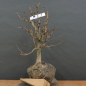 Preview: Corylus Hasel Bonsai