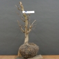 Preview: Corylus Hasel Bonsai