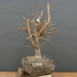 Preview: Corylus Hasel Bonsai