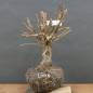 Preview: Corylus Hasel Bonsai