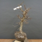 Preview: Corylus Hasel Bonsai