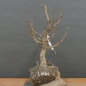 Preview: Corylus Hasel Bonsai