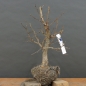 Preview: Corylus Hasel Bonsai