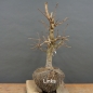 Preview: Corylus Hasel Bonsai