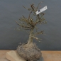 Preview: Pre-Bonsai, Korkspindelstrauch