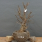 Preview: Tilia, cordata, Linde, Winterlinde, Bonsai