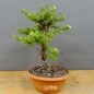 Preview: Potentilla, Fingerstrauch, Bonsai