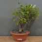 Preview: Prunus padus, Traubenkirsche, Bonsai