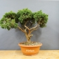 Preview: Juniperus chinensis