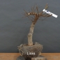 Preview: Pre-Bonsai, Feldulme Ulmus minor