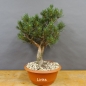 Preview: Pinus sylvestris Silberkiefer