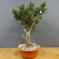 Preview: Pinus sylvestris Silberkiefer