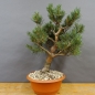 Preview: Pinus sylvestris Silberkiefer