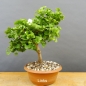 Preview: Ginkgo biloba Bonsai