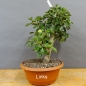 Preview: Chinesische, Birne, Pyrus, calleryana