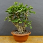 Preview: Ginkgo biloba Bonsai