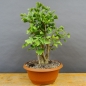 Preview: Ginkgo biloba Bonsai