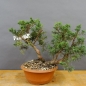 Preview: Juniperus chinensis 'Blaauw'