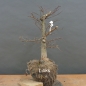 Preview: Pre-Bonsai, Zelkova serrata
