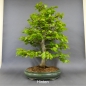 Preview: Rotbuche - Fagus sylvatica 20