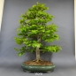 Preview: Rotbuche - Fagus sylvatica 20