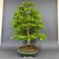 Preview: Rotbuche - Fagus sylvatica 20