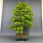 Preview: Rotbuche - Fagus sylvatica 20