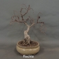 Preview: Pre-Bonsai, Sandbirke, Betula pendula