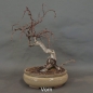 Preview: Pre-Bonsai, Sandbirke, Betula pendula