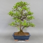 Preview: Schlehe, Schwarzdorn, Bonsai