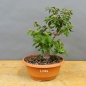 Preview: Prunus mahaleb, Steinweichsel, Bonsai