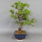 Preview: Schlehe, Schwarzdorn, Bonsai