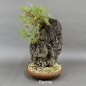 Preview: Pinus thunbergii Schwarzkiefer