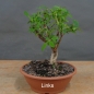 Preview: Blaue Heckenkirsche, Lonicera, caerulea