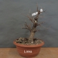 Preview: Prunus mahaleb, Steinweichsel, Bonsai