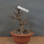 Preview: Prunus mahaleb, Steinweichsel, Bonsai