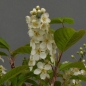 Preview: Prunus padus, Traubenkirsche, Bluete