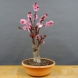 Preview: Prunus persica, Spring Glory, Zierpfirsisch