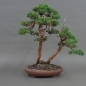 Preview: Chinesischer Wacholder Bonsai