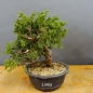 Preview: Juniperus chinensis