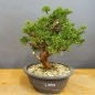 Preview: Bonsai Juniperus chinensis