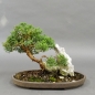 Preview: Chinesischer Wacholder Bonsai