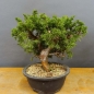 Preview: Juniperus chinensis