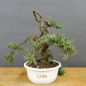 Preview: Juniperus chinensis