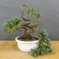 Preview: Juniperus chinensis