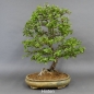 Preview: Bonsai, Crataegus laevigata, Weissdorn