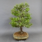 Preview: Bonsai, Crataegus laevigata, Weissdorn