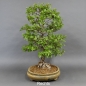 Preview: Bonsai, Crataegus laevigata, Weissdorn