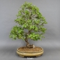 Preview: Bonsai, Crataegus laevigata, Weissdorn